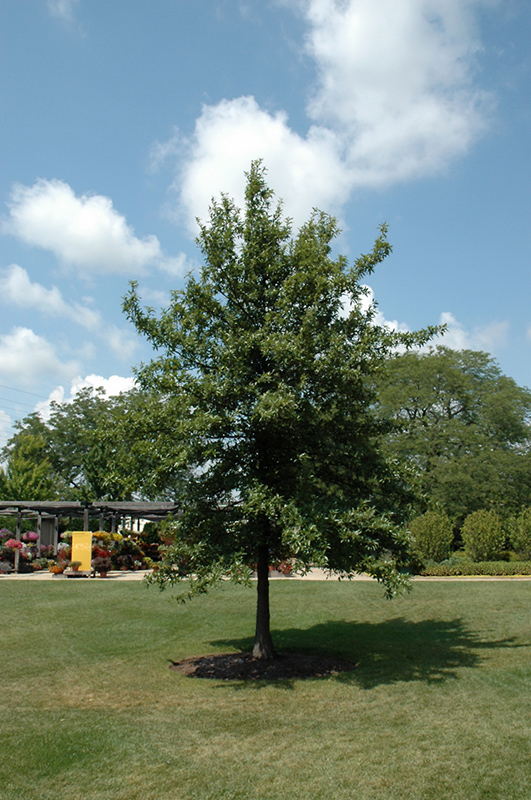 Shingle Oak